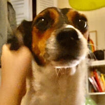 Picture of my dog. She has white fur with black and brown markings and droopy, black ears. I am petting her while she is looking at the camera, pleading for more attention or otherwise appreciative of the gesture.