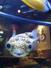 Image of a pufferfish smiling, looking at camera with big bulging eyes. Appears to have spots that resemble freckles. It is inside of an aquarium, seemingly in a restaurant..